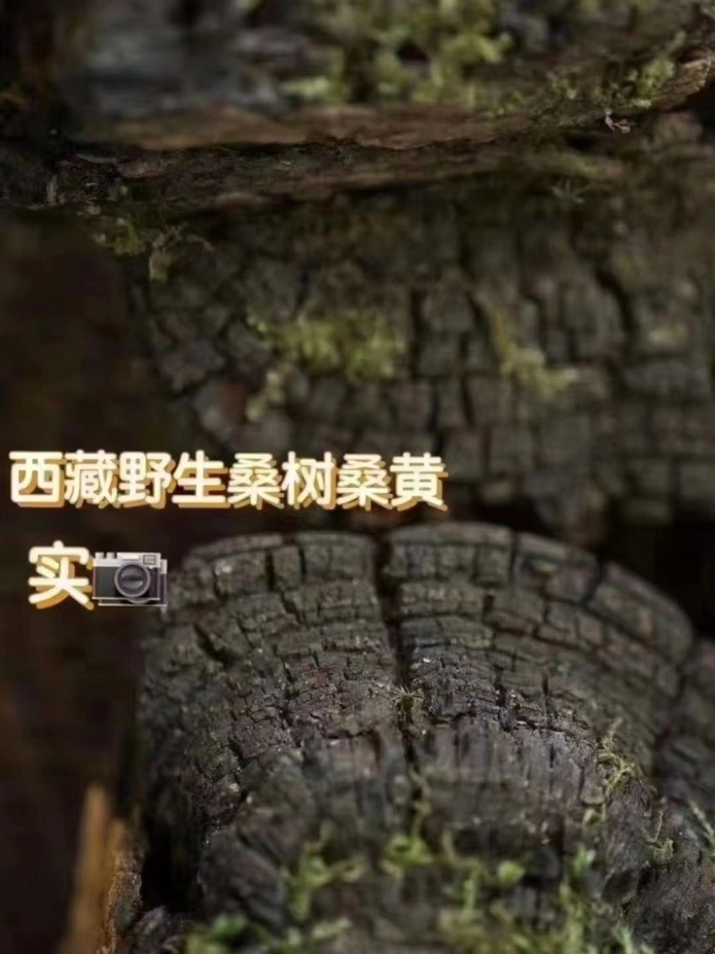 野生桑树桑黄，非杂黄，全国可发货，可视频看货