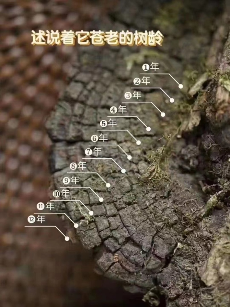 野生桑树桑黄，非杂黄，全国可发货，可视频看货