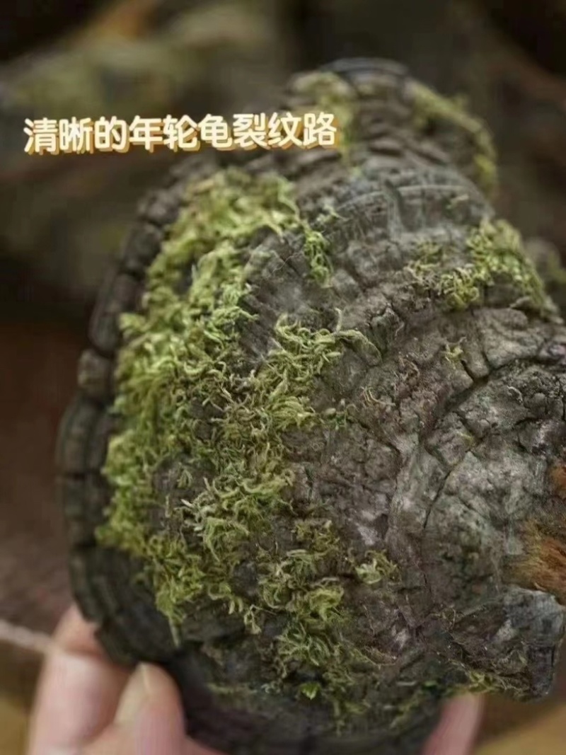 野生桑树桑黄，非杂黄，全国可发货，可视频看货