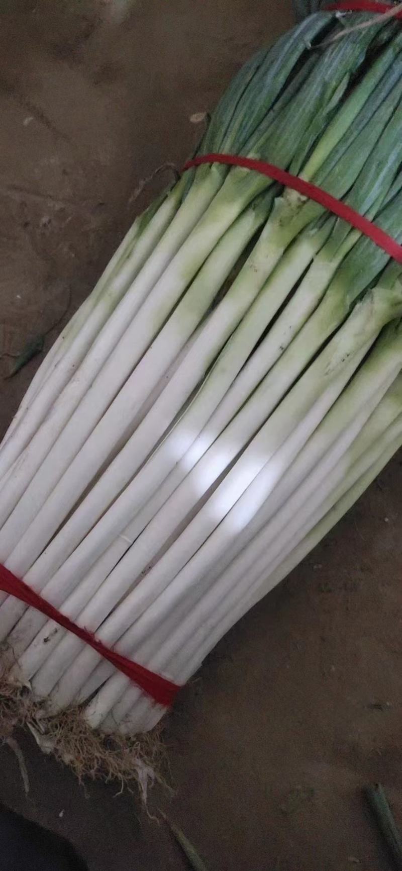 河北邯郸铁杆长白大葱大量有货