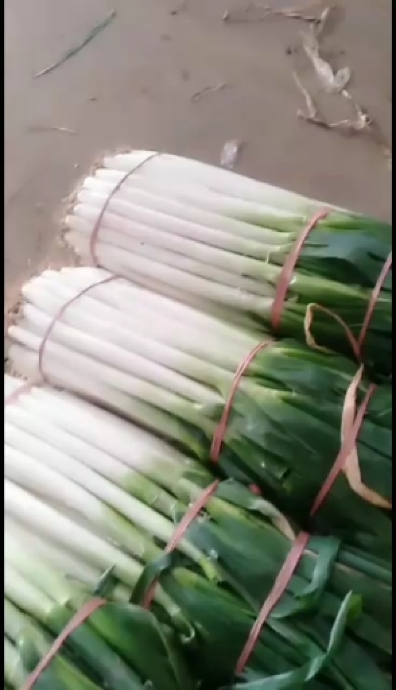 河北邯郸铁杆长白大葱大量有货