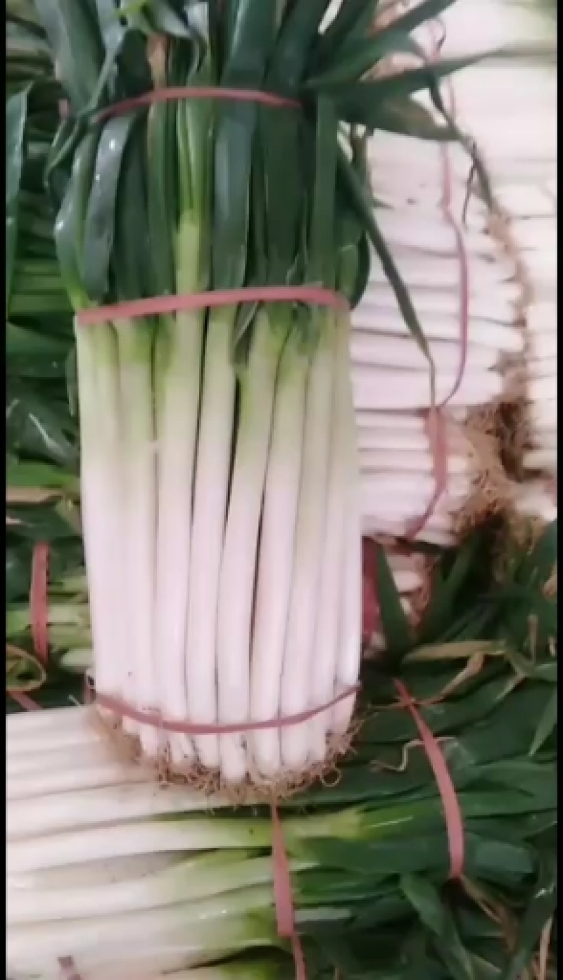 河北邯郸铁杆长白大葱大量有货