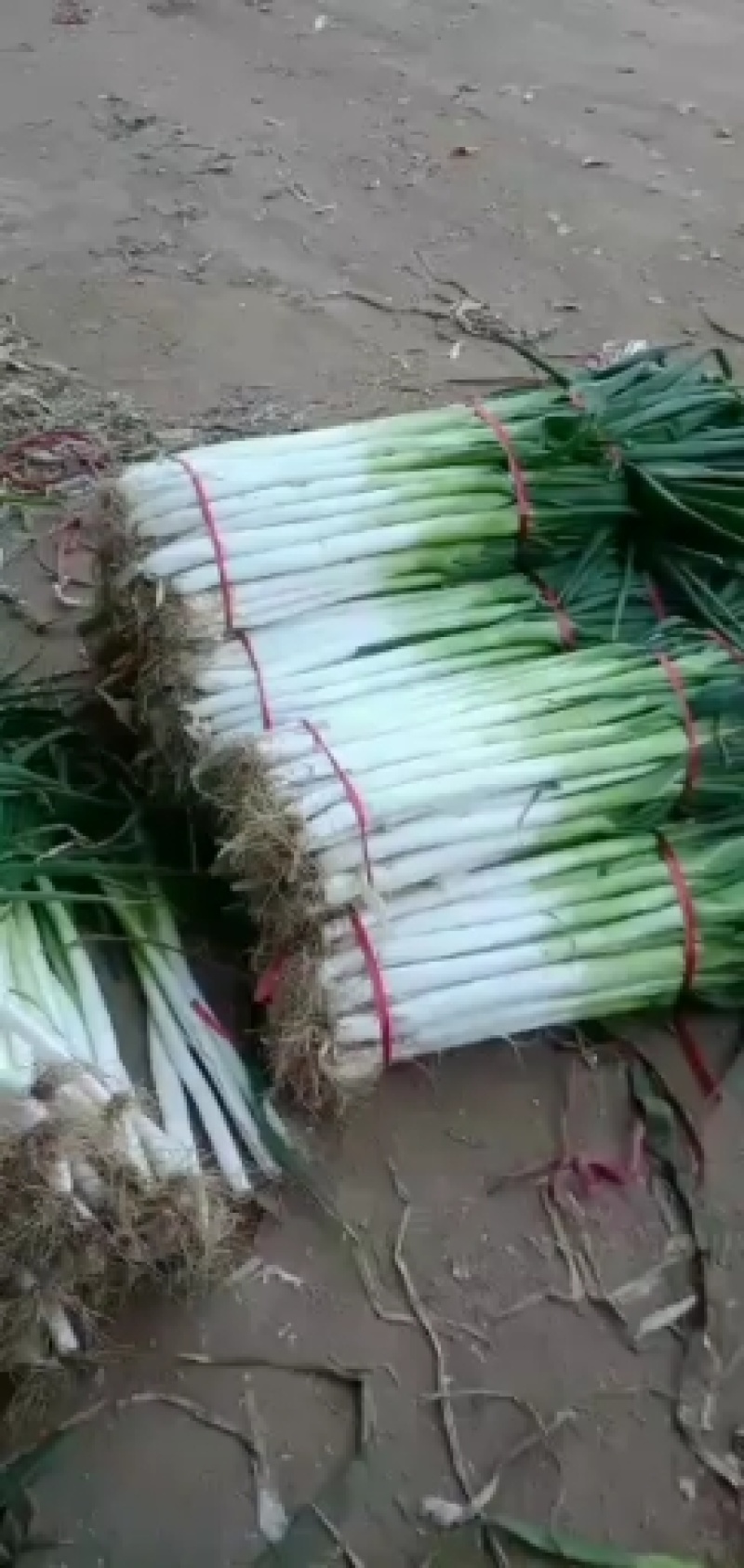 河北邯郸铁杆长白大葱大量有货