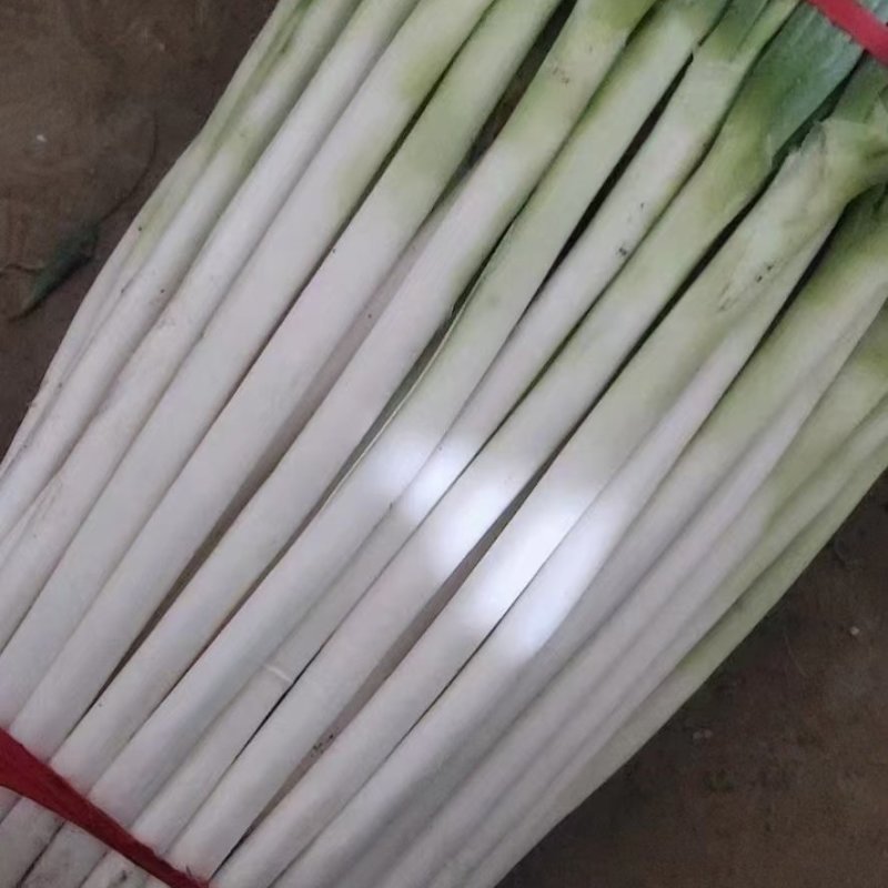 河北邯郸铁杆长白大葱大量有货