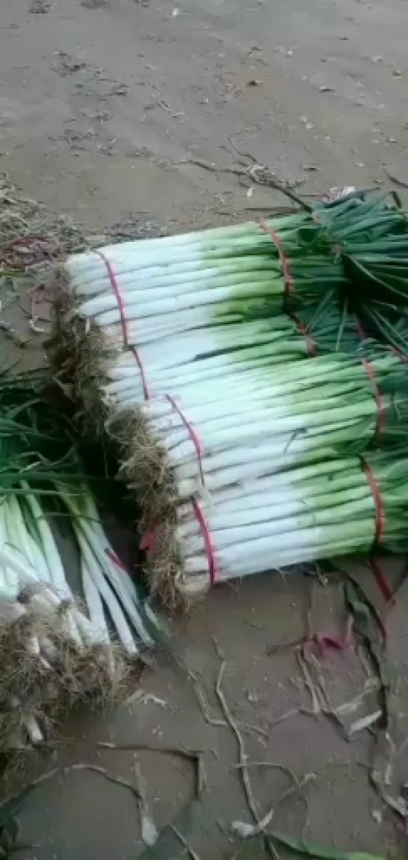 河北邯郸铁杆长白大葱大量有货