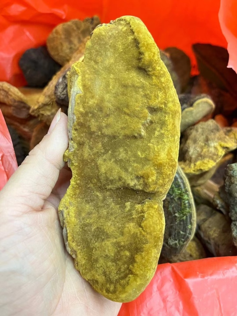 野生紫油桑黄，全国可发货实，可视频看货欢迎合作