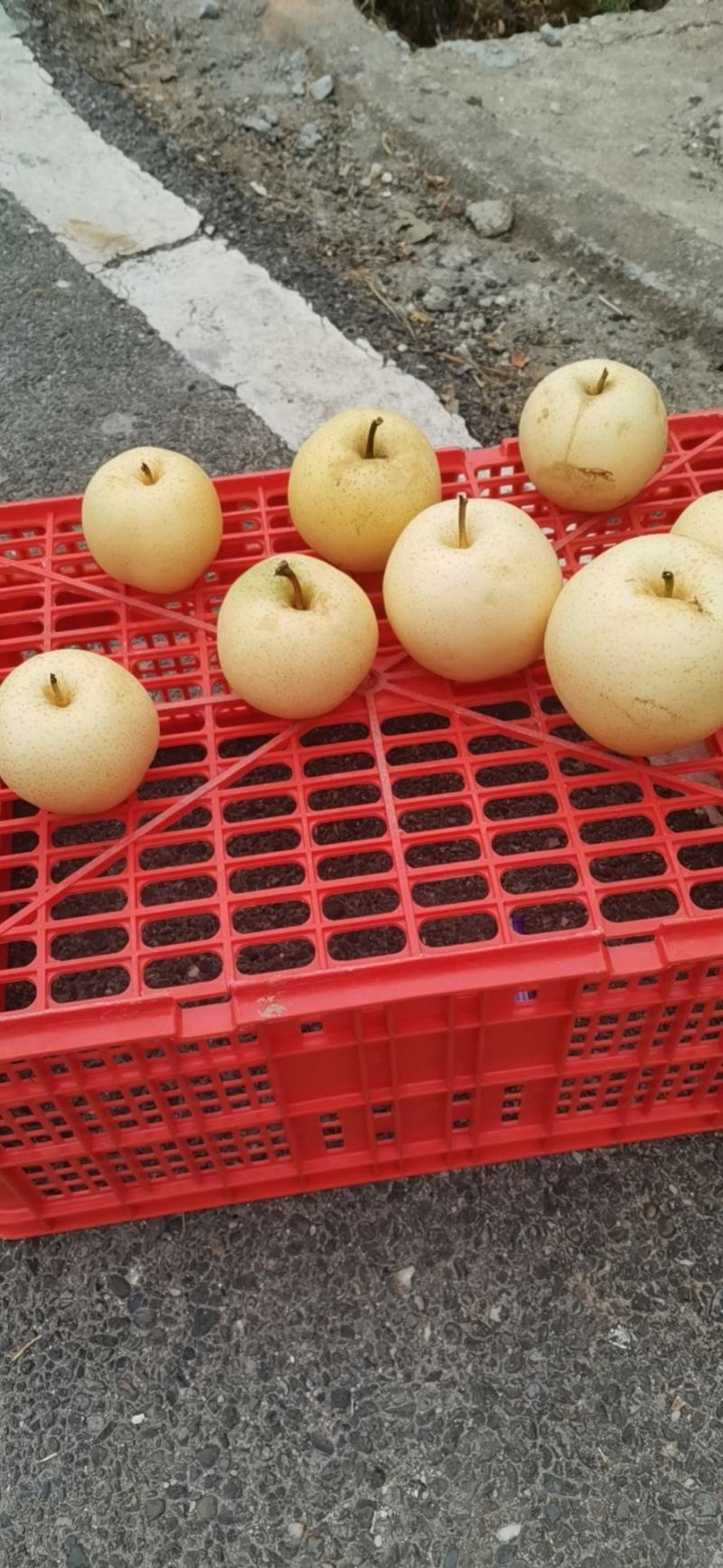苍溪特产套袋黄金梨味道巴适得很，精品货皮张卖相好