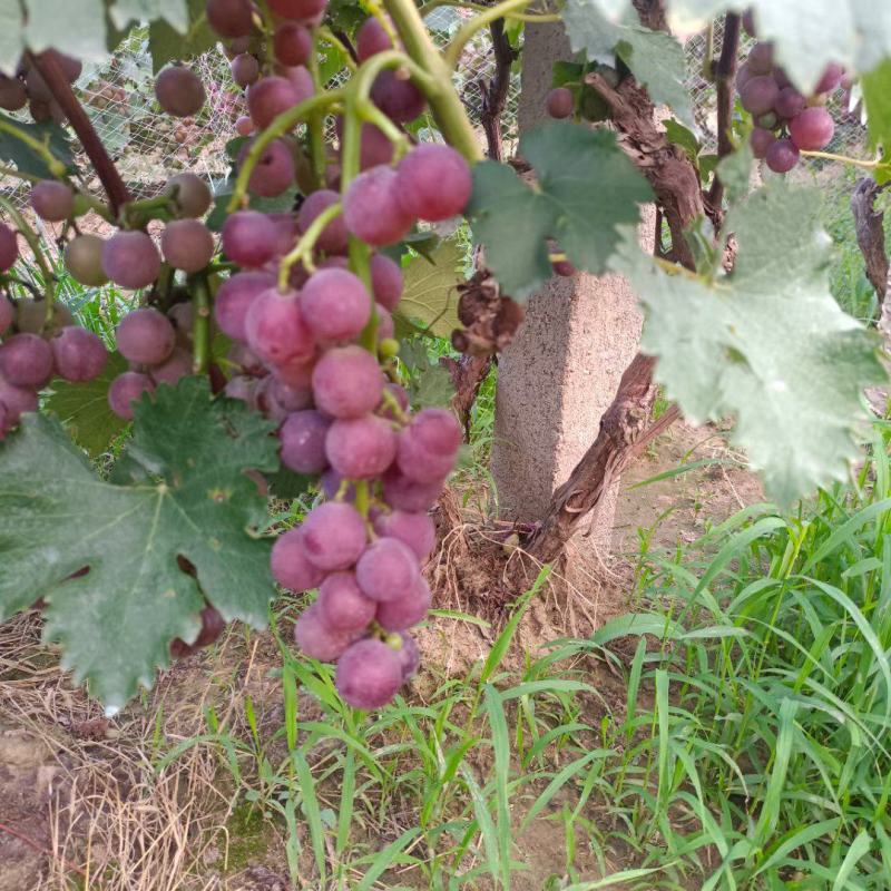 山东巨峰葡萄大量上市。