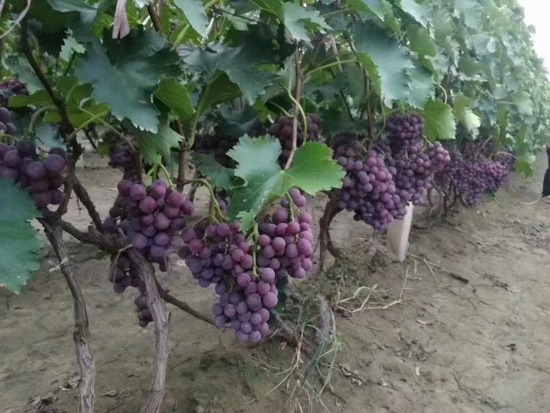 山东巨峰葡萄大量上市。