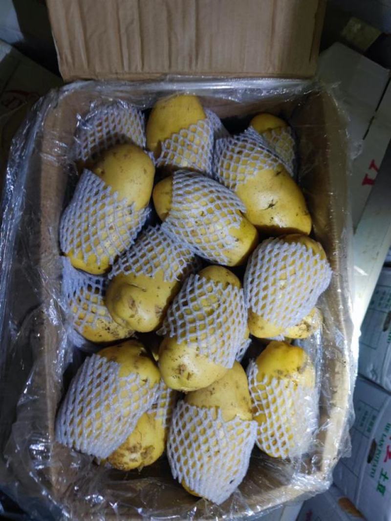 山东滕州土豆，精品黄心土豆，大量供应，对接加工厂食堂