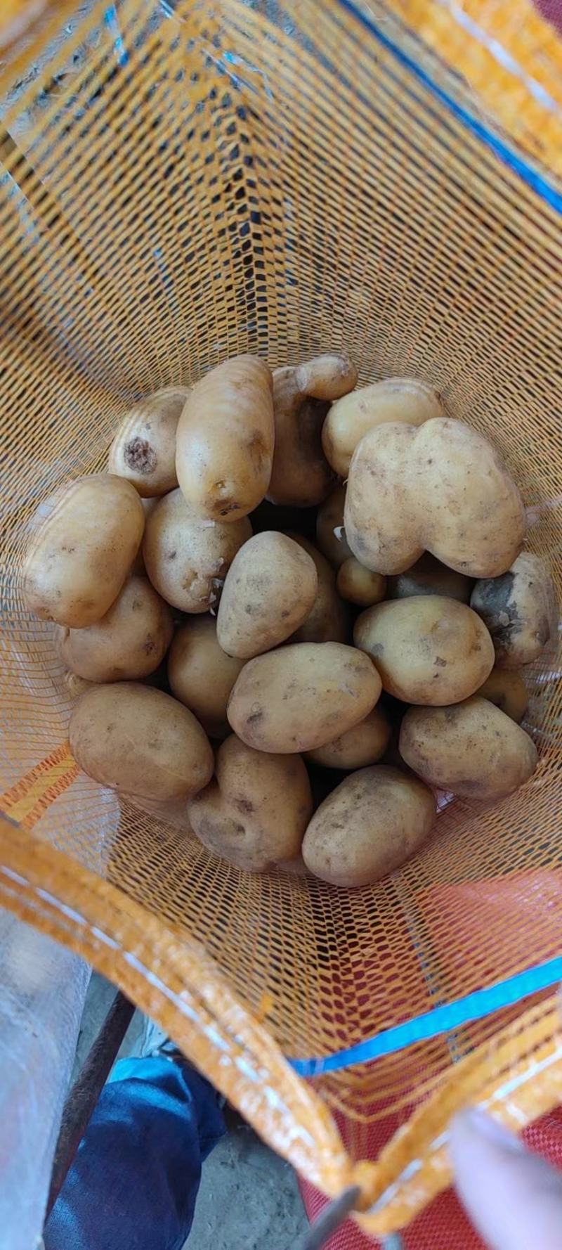 山东滕州土豆，精品黄心土豆，大量供应，对接加工厂食堂