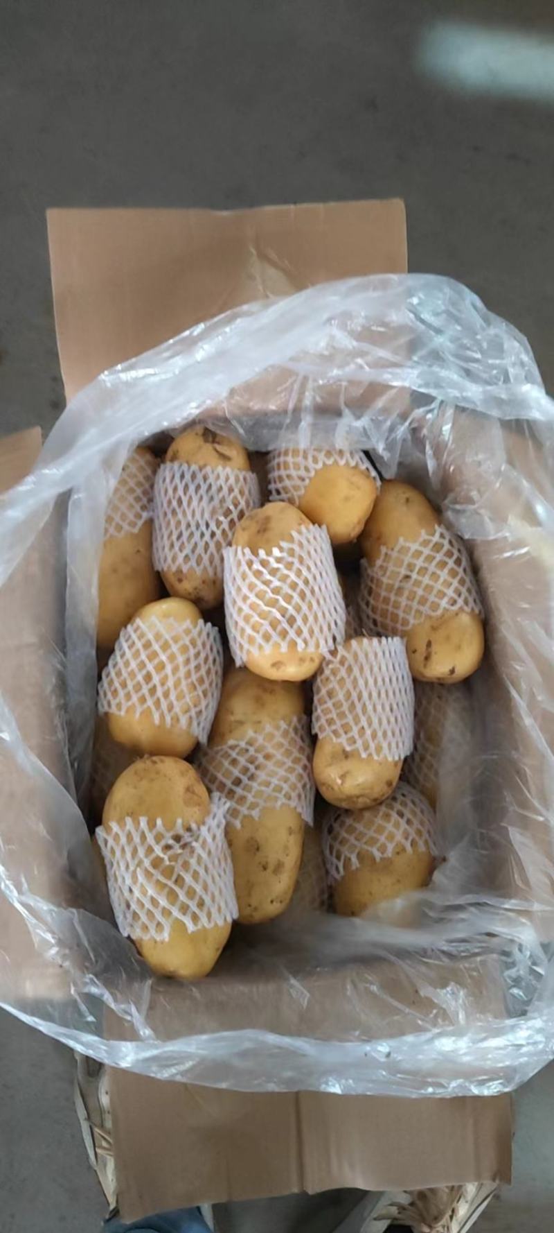 山东滕州土豆，精品黄心土豆，大量供应，对接加工厂食堂