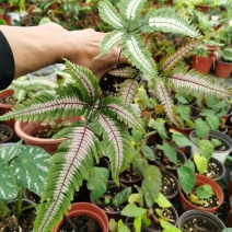 三色蕨蕨类植物观叶植物雨林缸造景植物小盆栽露养