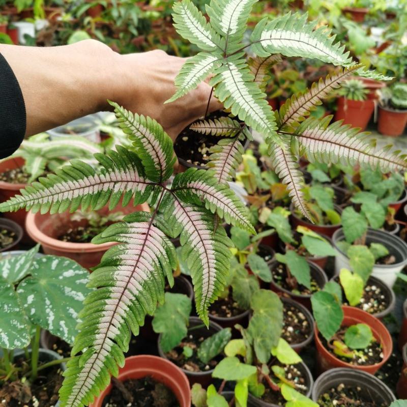 三色蕨蕨类植物观叶植物雨林缸造景植物小盆栽露养