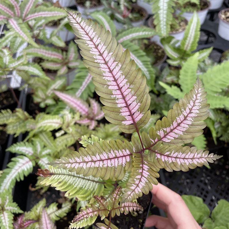 三色蕨蕨类植物观叶植物雨林缸造景植物小盆栽露养
