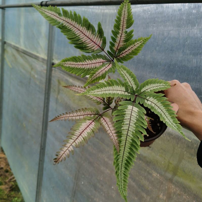 三色蕨蕨类植物观叶植物雨林缸造景植物小盆栽露养