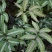 三色蕨蕨类植物观叶植物雨林缸造景植物小盆栽露养