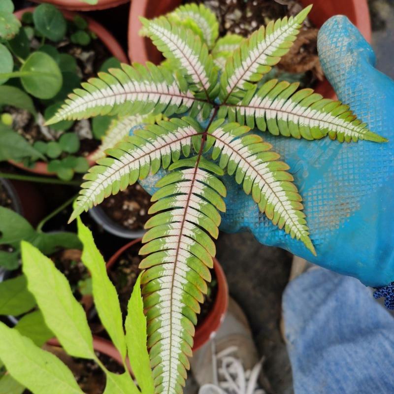 三色蕨蕨类植物观叶植物雨林缸造景植物小盆栽露养