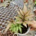 三色蕨蕨类植物观叶植物雨林缸造景植物小盆栽露养