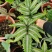 三色蕨蕨类植物观叶植物雨林缸造景植物小盆栽露养