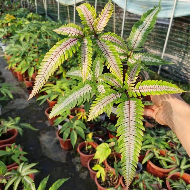 三色蕨蕨类植物观叶植物雨林缸造景植物小盆栽露养