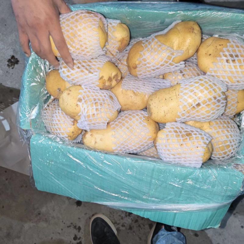 山东滕州冷库精品荷兰十五新土豆产地直供保证质量诚信交易