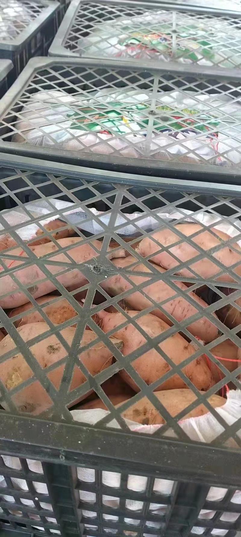 河北邯郸西瓜红薯大量供应中