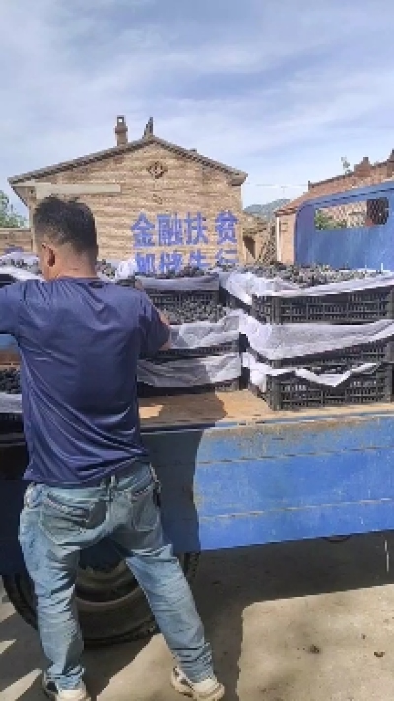 20228月27号下午继续走两车巨峰葡萄大量上市啦