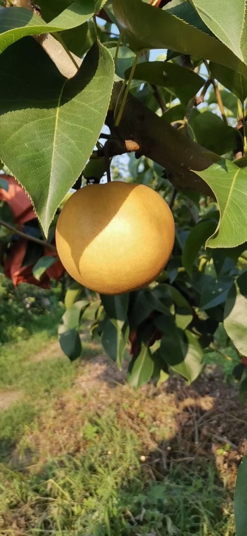 新高黄晶梨