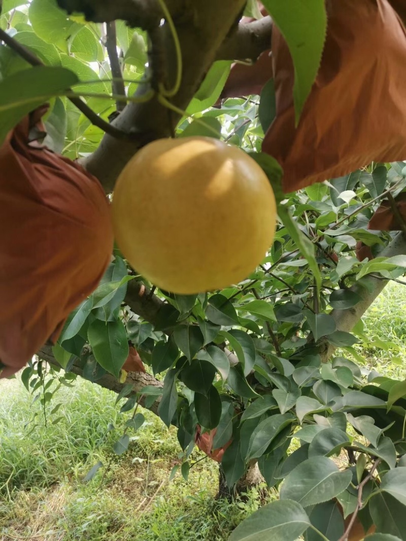 新高黄晶梨