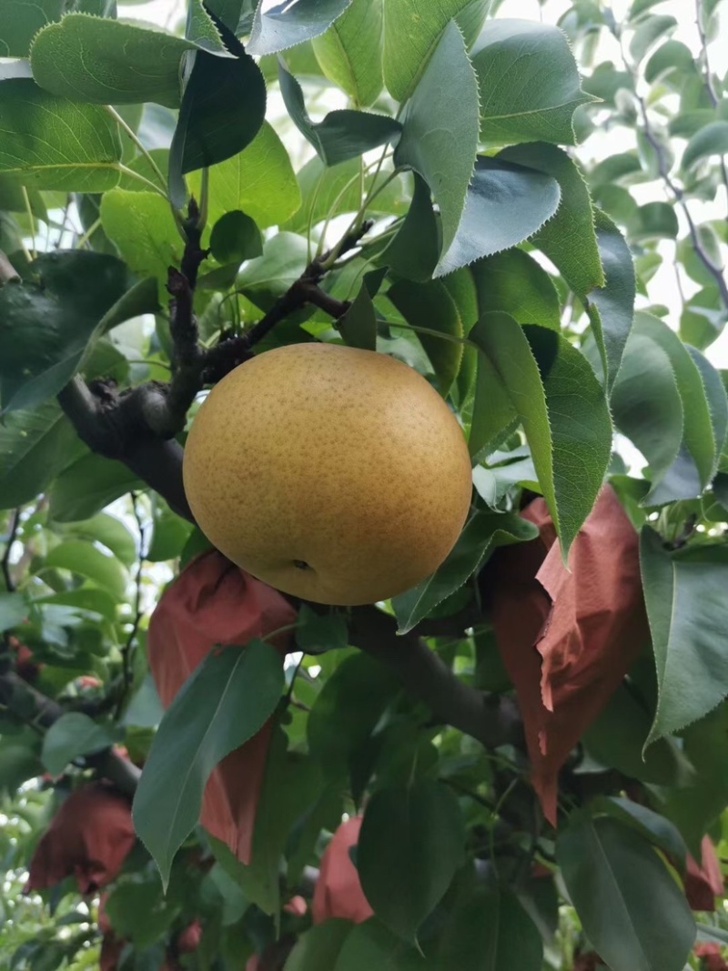 新高黄晶梨