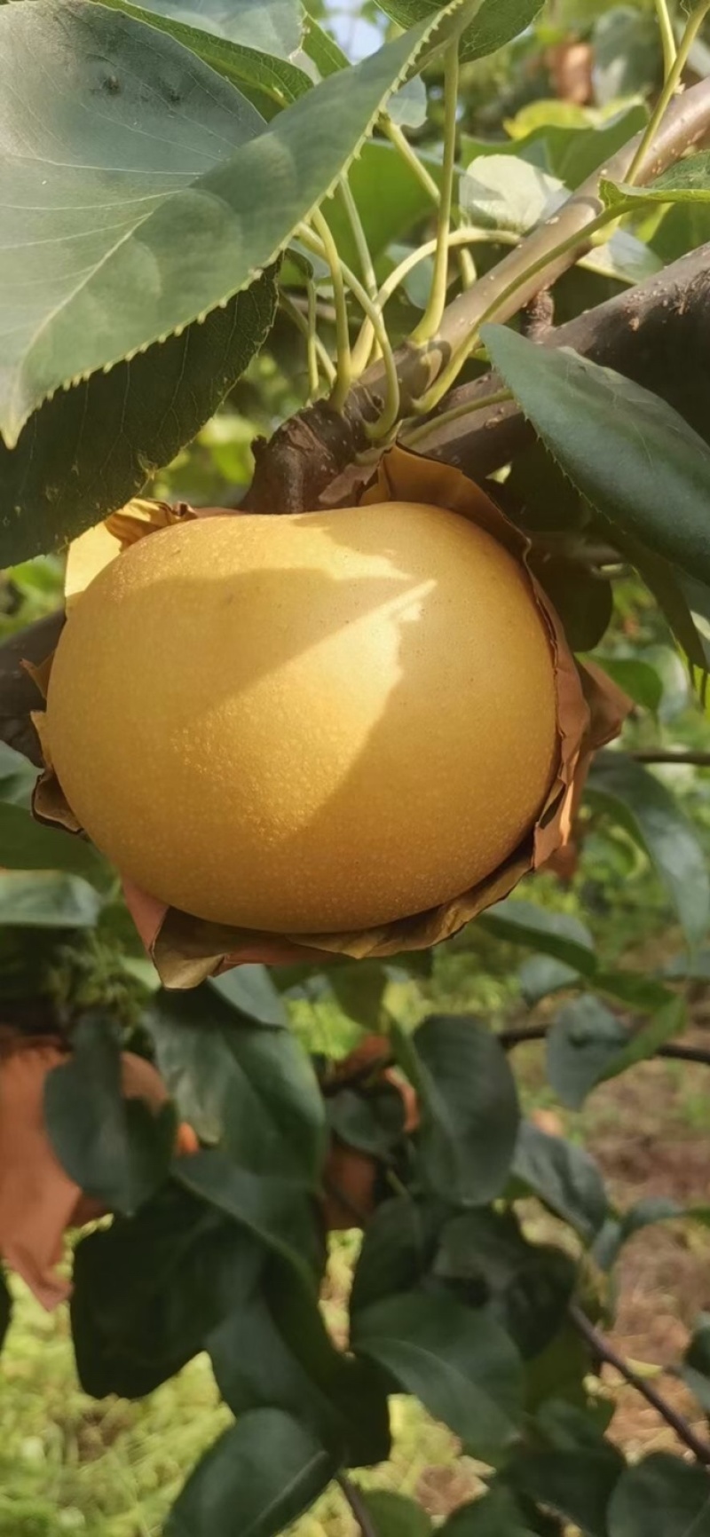 新高黄晶梨