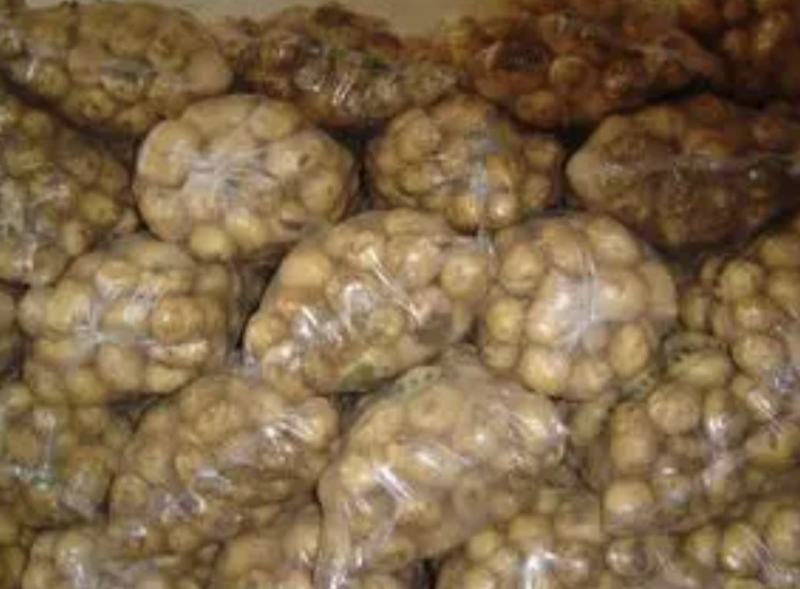 长期供应黄心小土豆，各种规格，各种品种，诚信交易