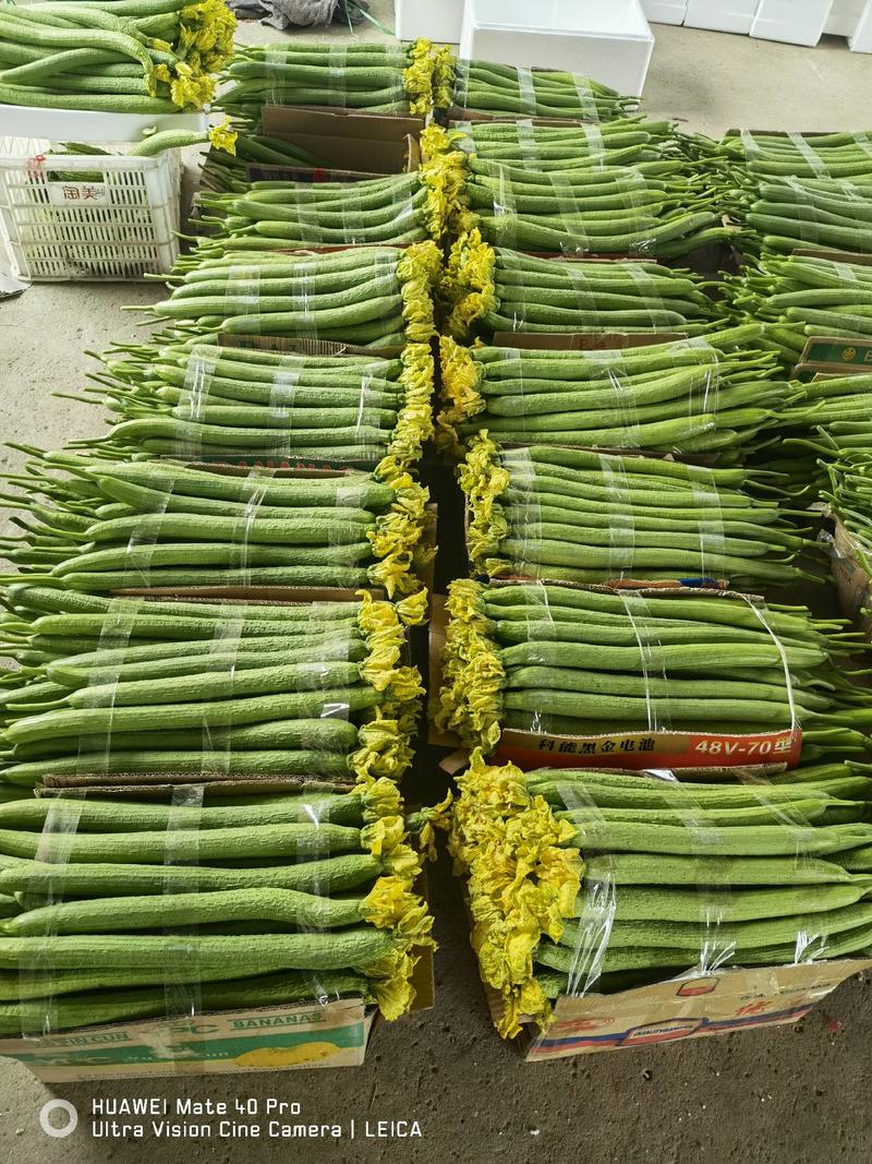 精品温室大棚鲜花丝瓜大量上市，质量保证，长度45---