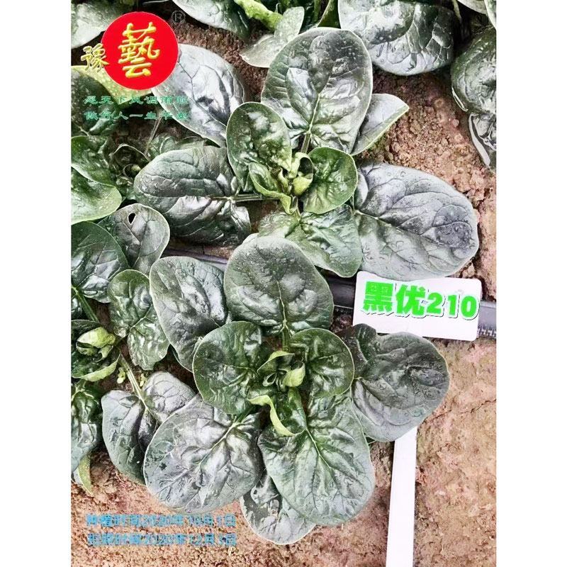 豫艺黑优210趴地菠菜种子高产耐寒黑圆叶直立红根小菠菜种