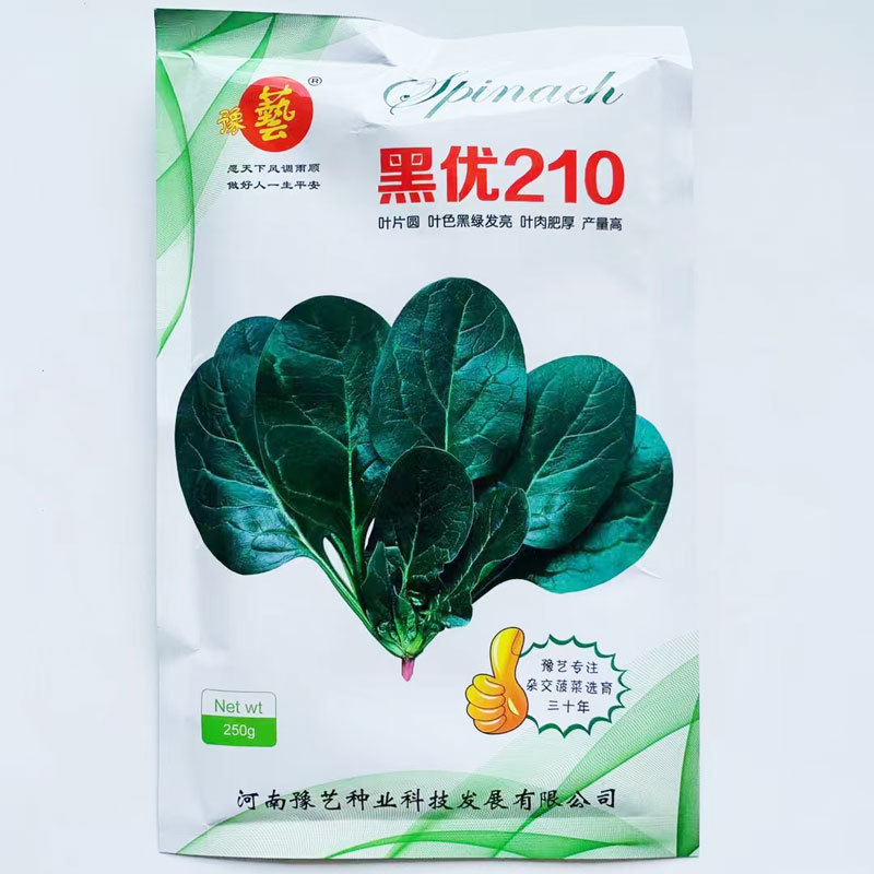 豫艺黑优210趴地菠菜种子高产耐寒黑圆叶直立红根小菠菜种