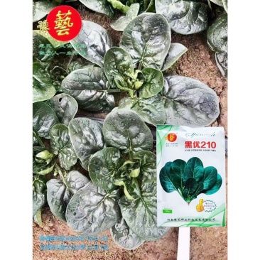 豫艺黑优210趴地菠菜种子高产耐寒黑圆叶直立红根小菠菜种