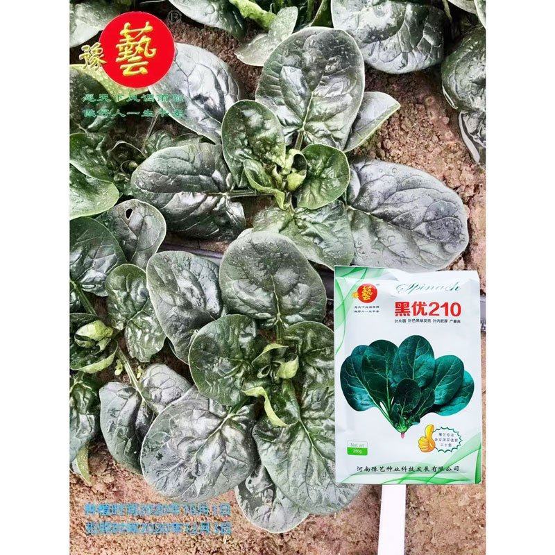 豫艺黑优210趴地菠菜种子高产耐寒黑圆叶直立红根小菠菜种
