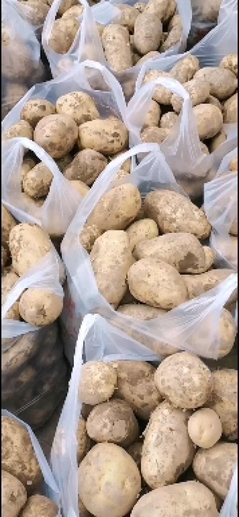 青薯9号精品土豆，4两起步一手货源，基地直发