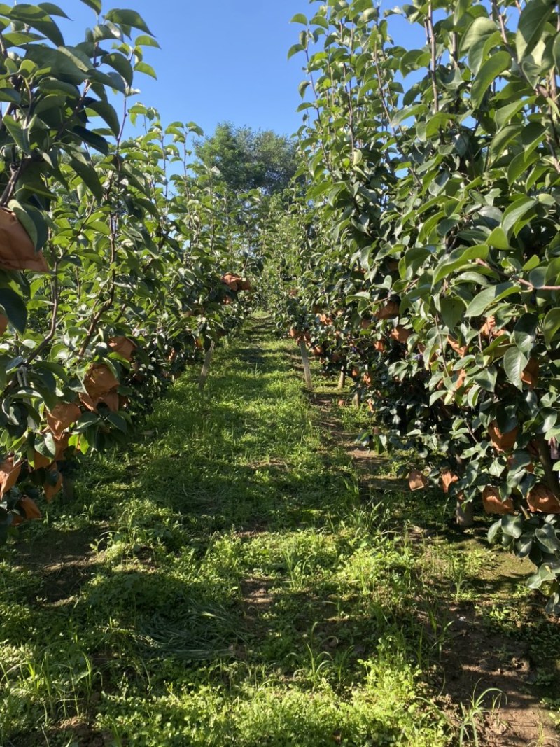 【秋月梨】山东秋月梨大量出库。口感好糖分高品质保障