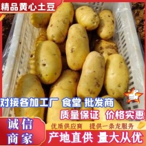 山东滕州土豆，精品黄心土豆，大量供应，对接加工厂食堂