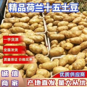 山东滕州冷库精品荷兰十五新土豆产地直供保证质量诚信交易