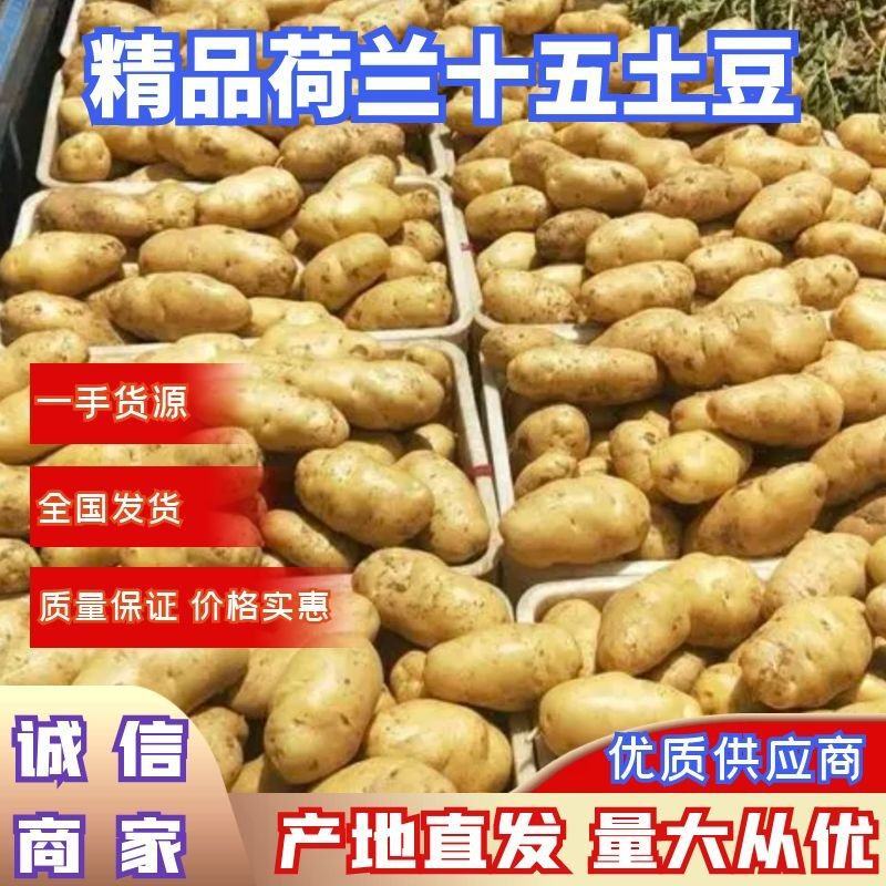 山东滕州冷库精品荷兰十五新土豆产地直供保证质量诚信交易