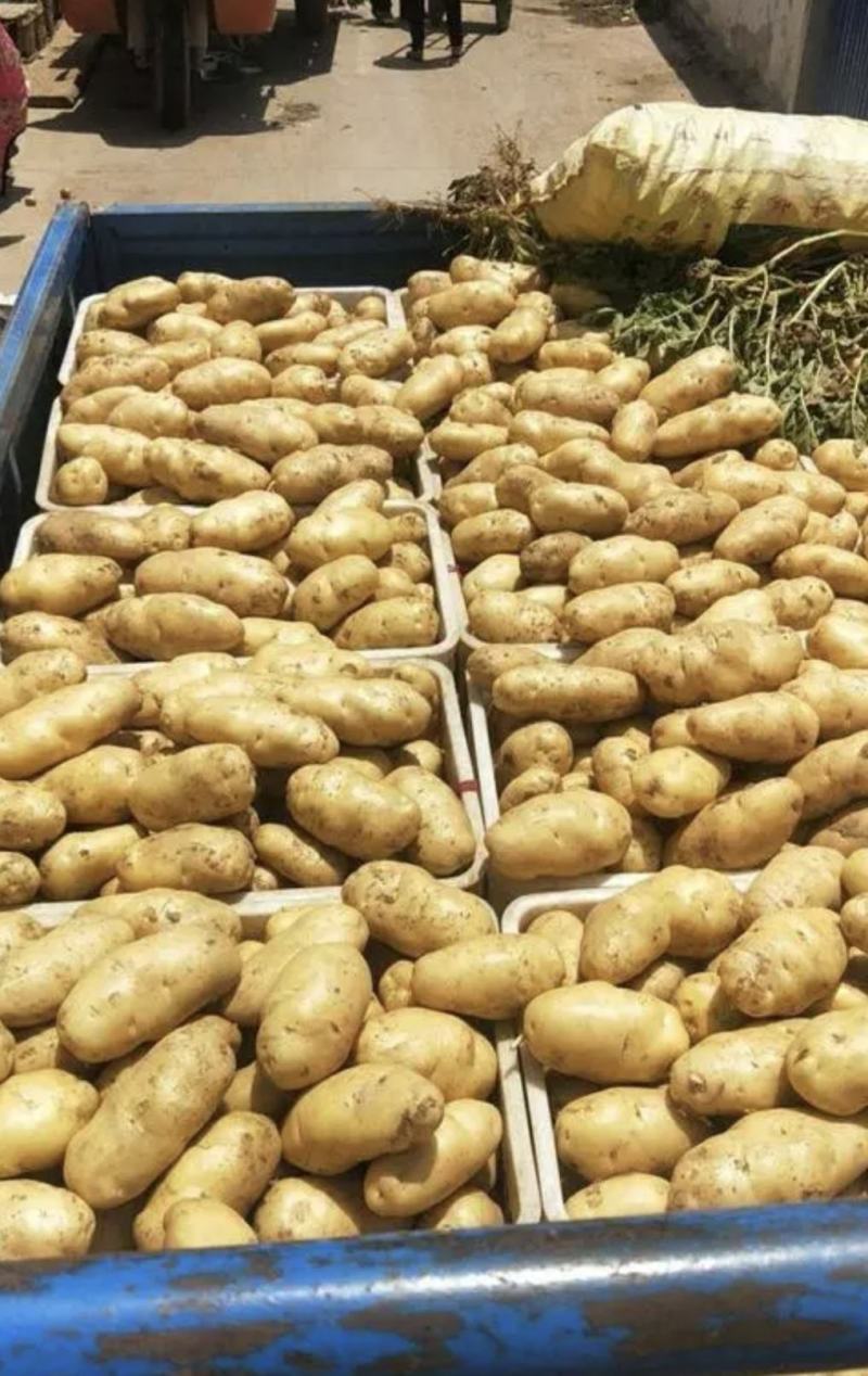 山东滕州冷库精品荷兰十五新土豆产地直供保证质量诚信交易