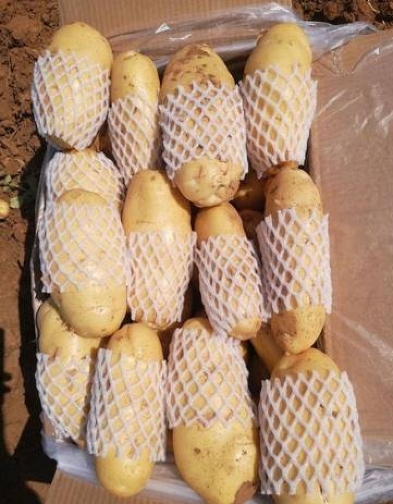 山东滕州冷库精品荷兰十五新土豆产地直供保证质量诚信交易