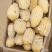 山东滕州冷库精品荷兰十五新土豆产地直供保证质量诚信交易