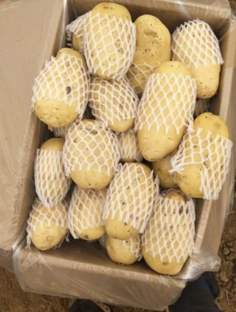 山东滕州冷库精品荷兰十五新土豆产地直供保证质量诚信交易
