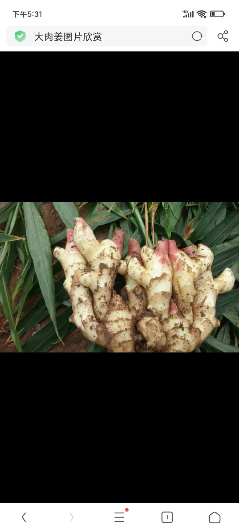 广西天等大肉嫩姜