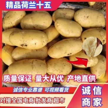 山东精品荷兰十五土豆产地直供量从从优对接全国商超