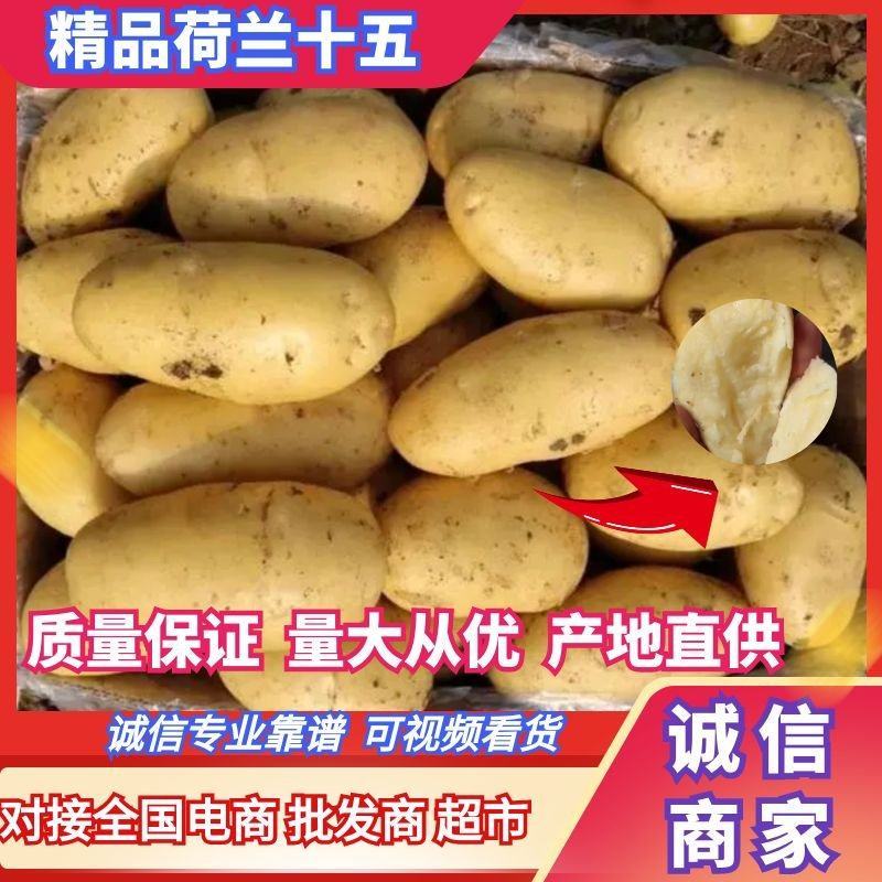 山东精品荷兰十五土豆产地直供量从从优对接全国商超